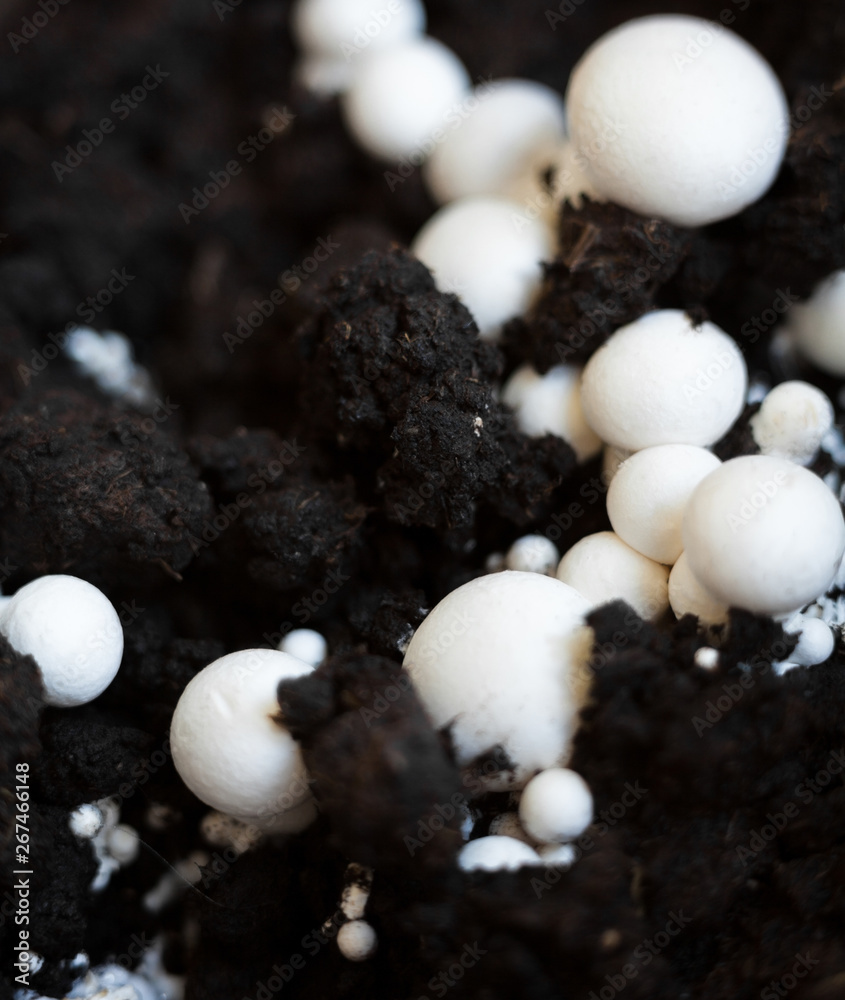 Button mushrooms in the ground