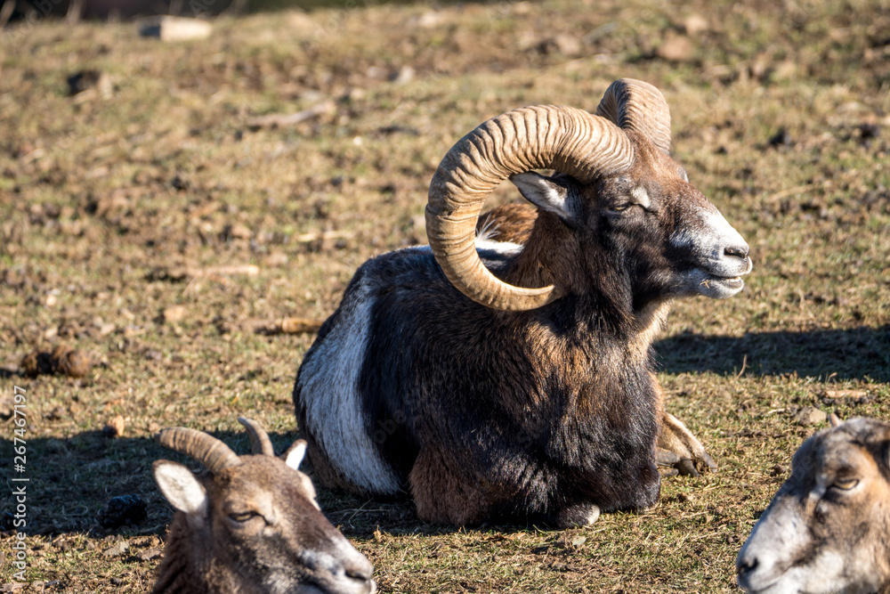 Fototapeta premium Mufflon Schafe auf der Wiese
