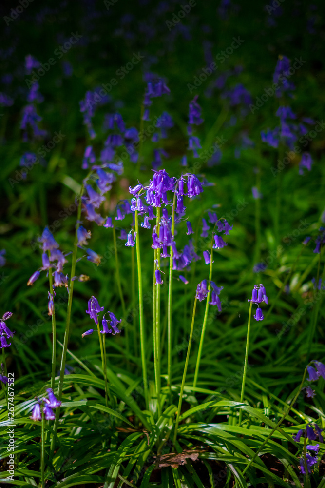 Blooming Bluebells flower in spring, United Kingdom Blooming Bluebells flower in spring, United Kingdom