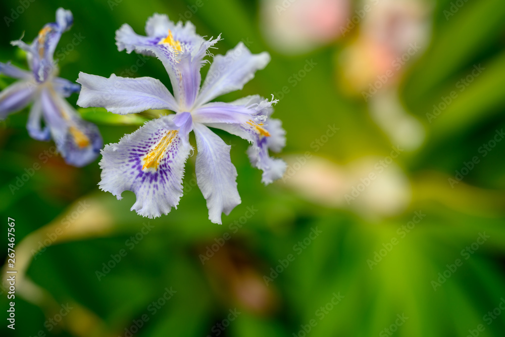 blue flower with yellow highlights in the garden blue flower with yellow highlights in the garden