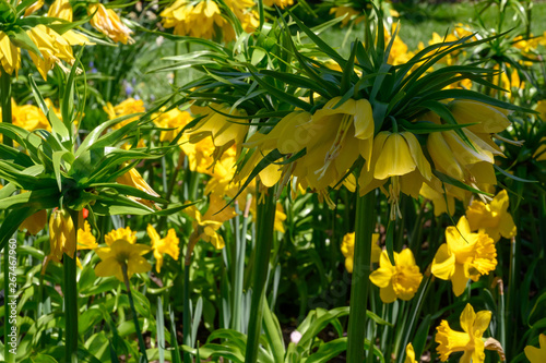 Very exotic looking siberian irises with rays of sunlight beaming through photo