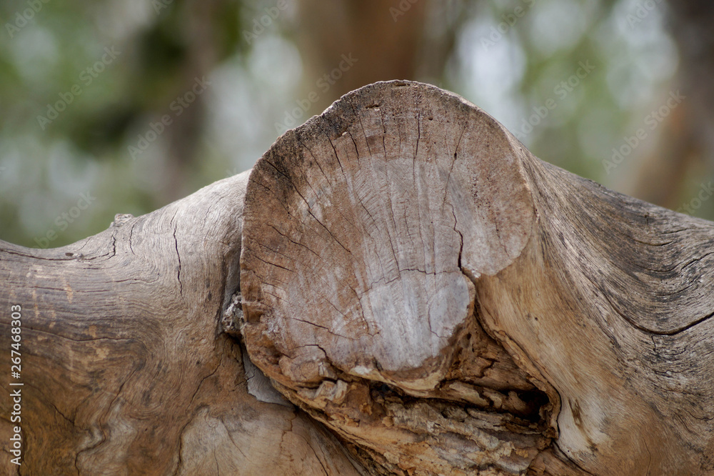 Arboles en Chichén Itzá 