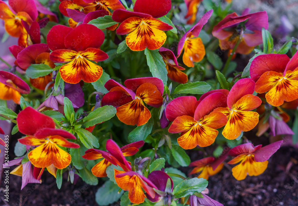 Close-up of multicolored red-orange flowers of pansies.