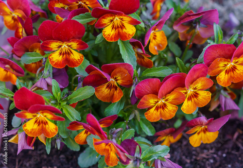 Close-up of multicolored red-orange flowers of pansies.