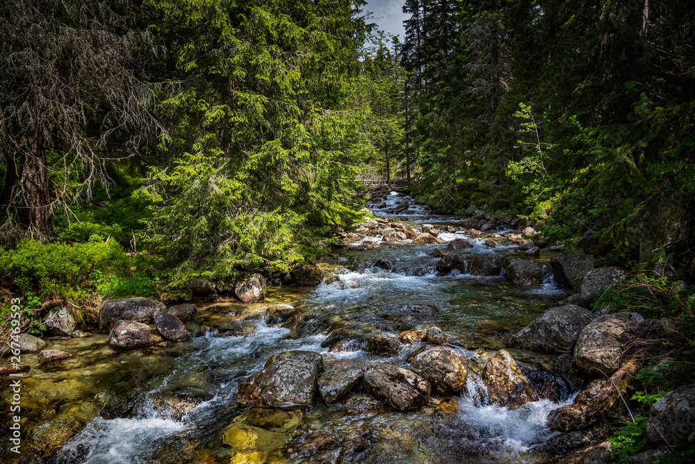 Alpine landscape. Rapid mountain river and coniferous alpine forest. Alpine landscape. Rapid mountain river and coniferous alpine forest.