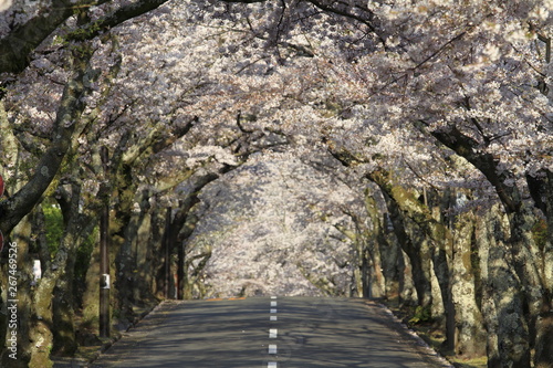 伊豆高原桜並木