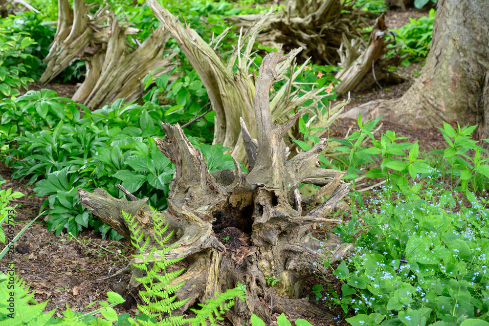 An evil looking stump on a forest trail An evil looking stump on a forest trail