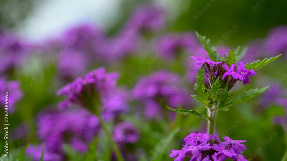 Depth of field view of beautiful purple wildflowers