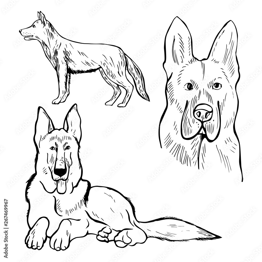 Hand drawn dog. German shepherd. Vector sketch  illustration.