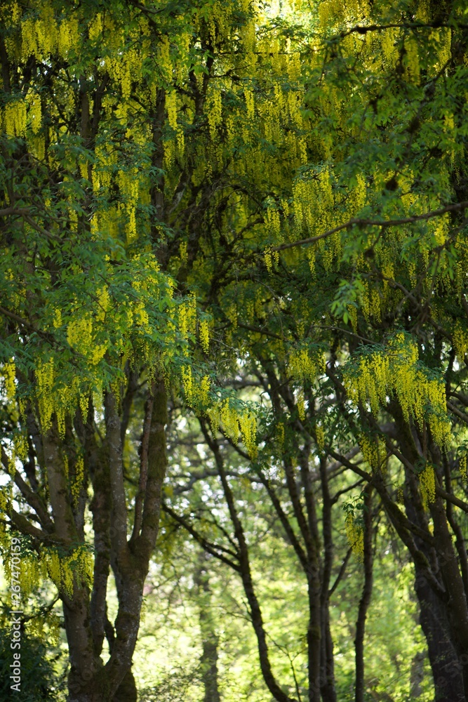 Obraz premium trees in the forest