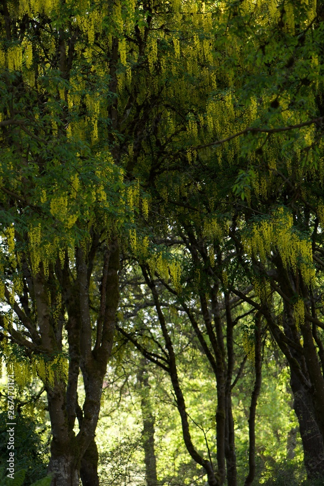 Fototapeta premium trees in the forest