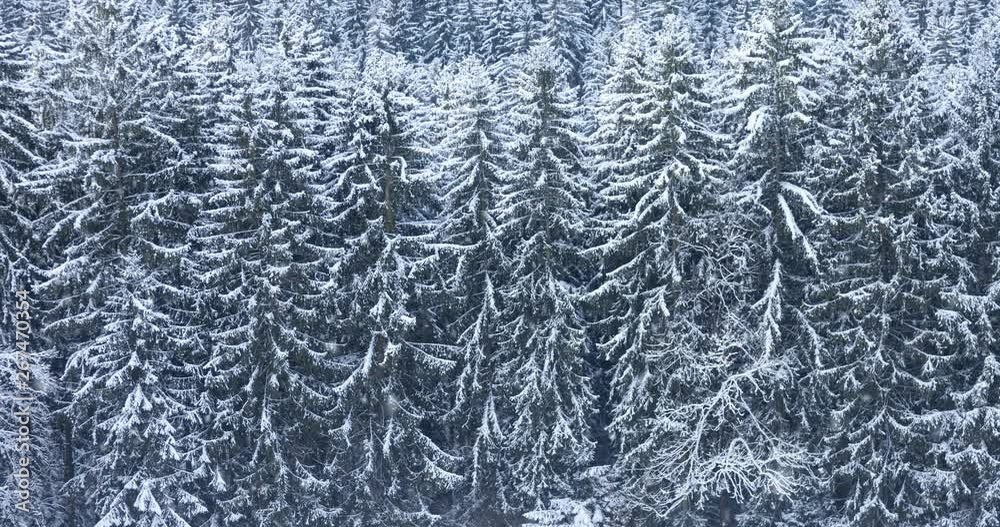 Cold morning countryside field with forest trees in background during snowfall. Cold morning countryside field with forest trees in background during snowfall.