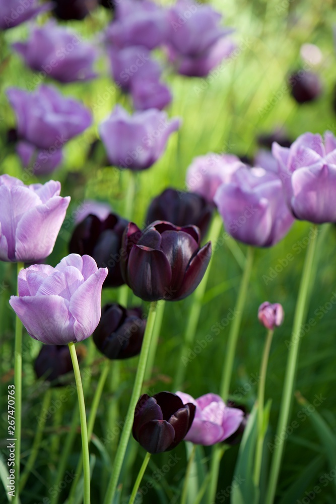 Fototapeta premium tulips in the garden