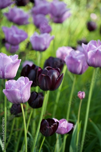 tulips in the garden © Mozhgan
