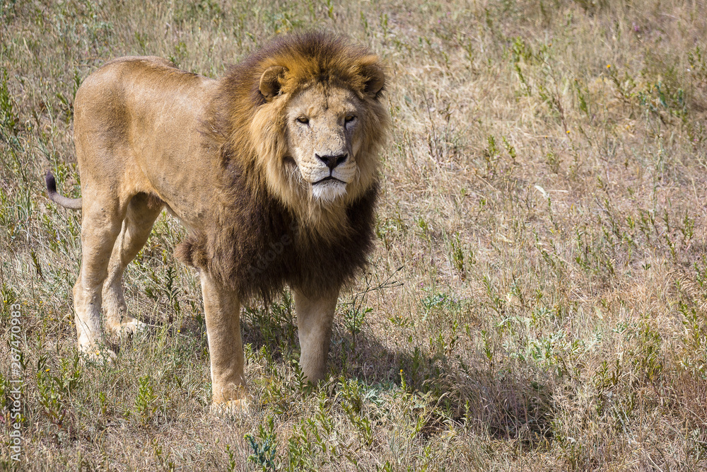 Lion (Panthera leo) walking in savannah Lion (Panthera leo) walking in savannah