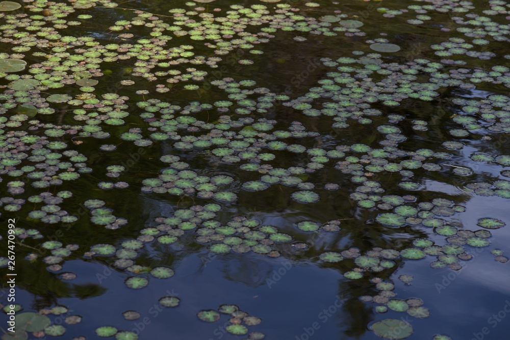 reflection of leaves in water reflection of leaves in water