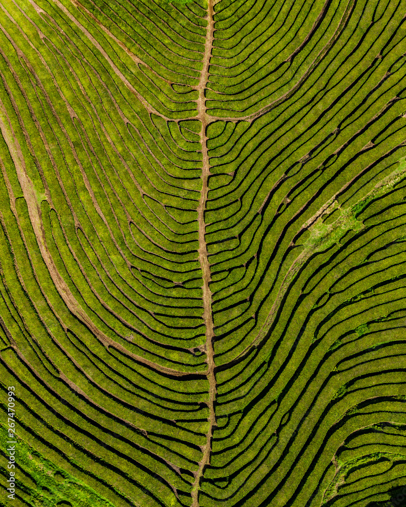 Fototapeta premium azores sao miguel porto formoso tea plantation above drone aerial