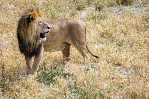 Lion (Panthera leo) walking in savannah