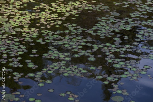 reflection of leaves in water