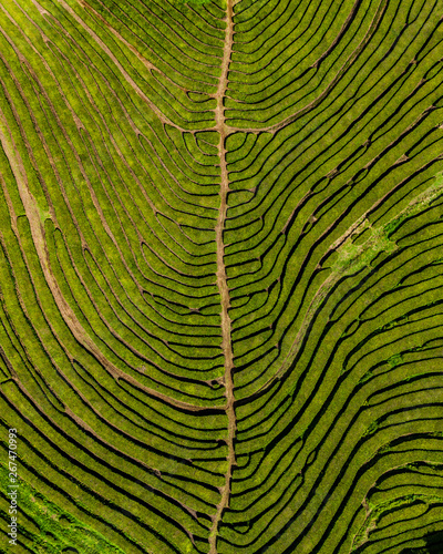 azores sao miguel porto formoso tea plantation above drone aerial