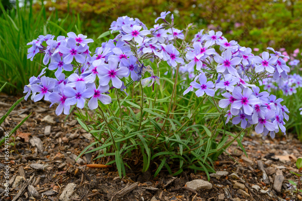 Fresh purple flowers peeping up in the garden Fresh purple flowers peeping up in the garden