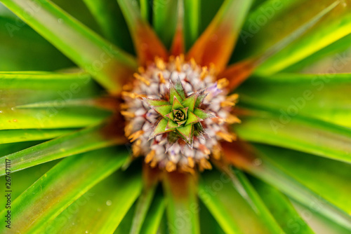 azores sao miguel ananas pineapple plantation arruda close up