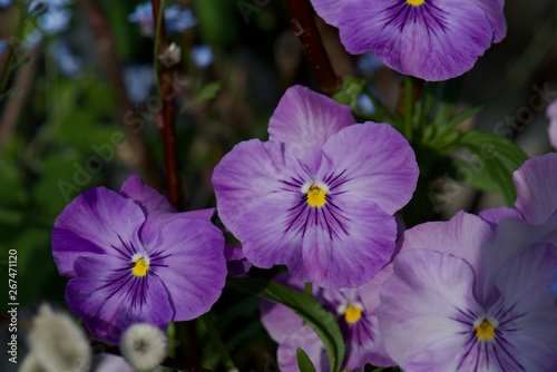 purple flowers in the garden