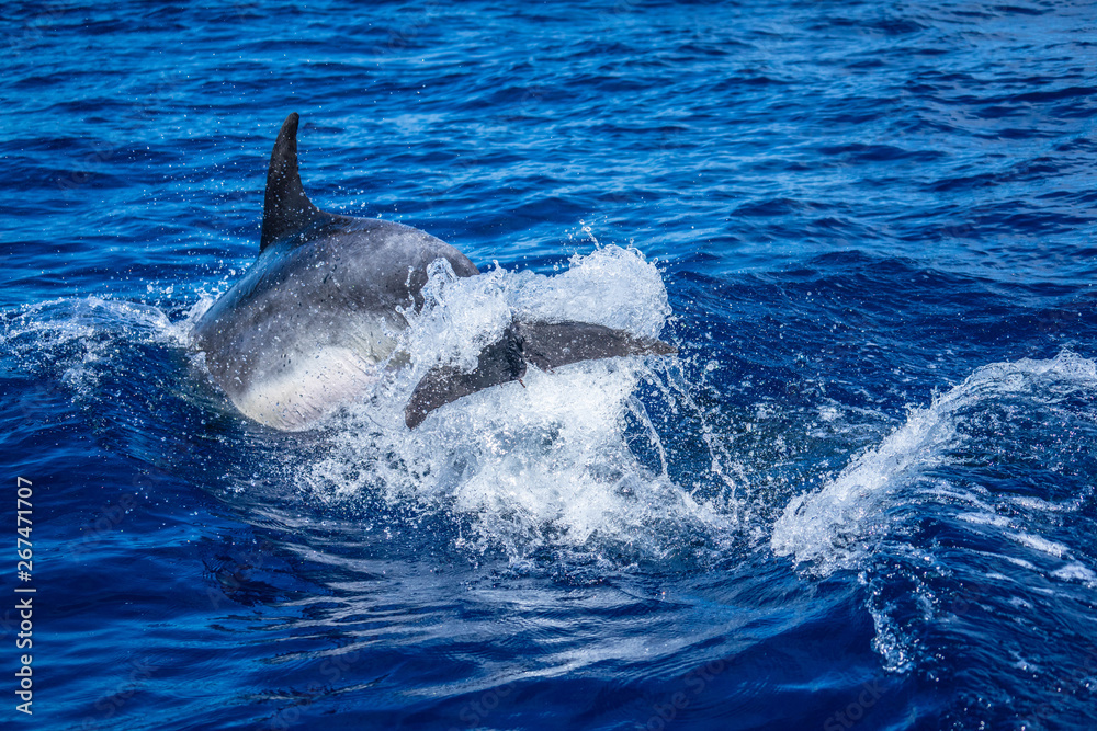 Naklejka premium azores sao miguel dolphin watchin spotting