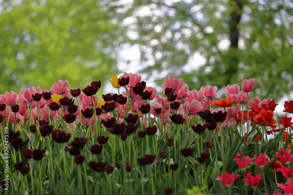 Colorful bright tulips blossom in early spring Colorful bright tulips blossom in early spring