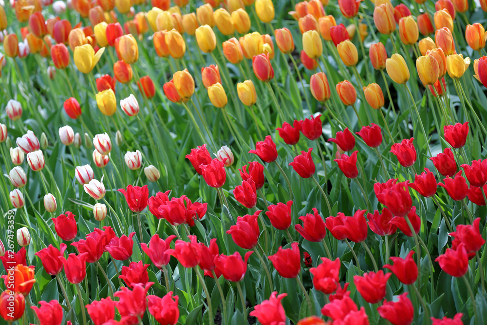 Colorful bright tulips blossom in early spring