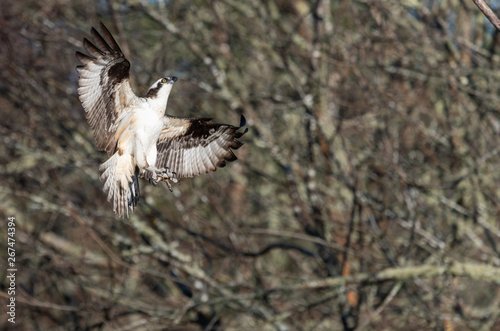 Osprey