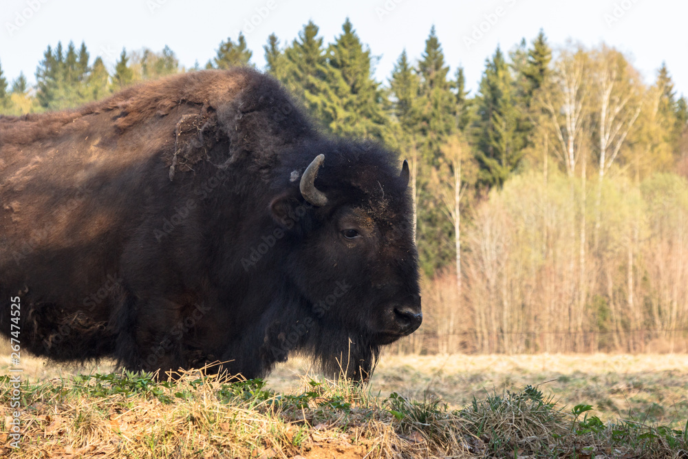 huge bison walks across the field and eat branches and grass photographed in the Northern part of Russia