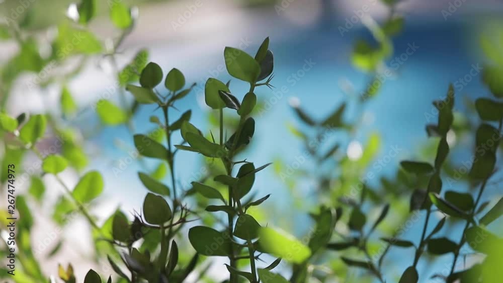 Green grass sways in the wind against the backdrop of a blue swimming pool.