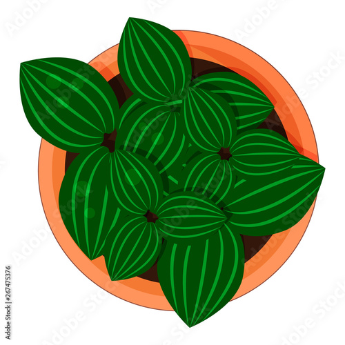 Aluminium Plant (Pilea cadierei) in a flower pot for home and office. Top view. Isolated object in white background