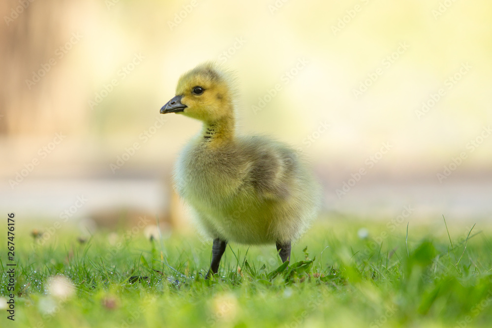 Adorable yellow baby Canada goose walking in grass Adorable yellow baby Canada goose walking in grass