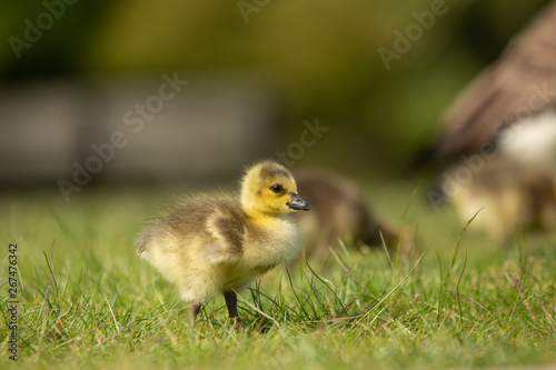 Baby Canada goose in the grass © Sharon