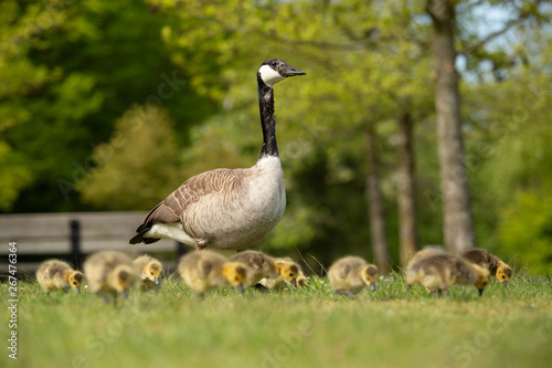 Mother Canada goose and goslings