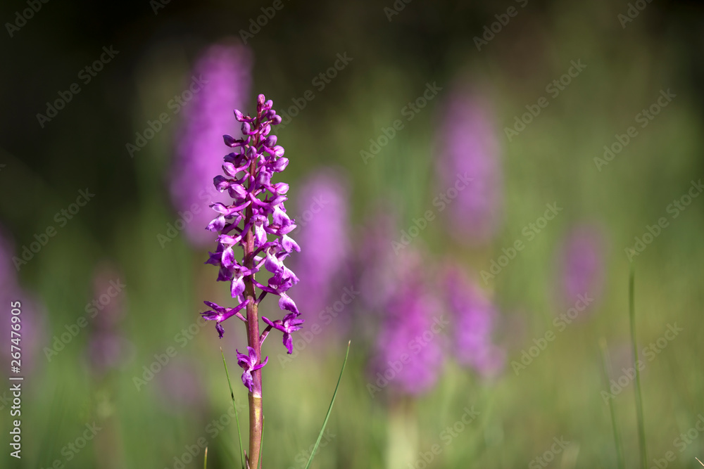 Fototapeta premium Western european wild purple magenta Orchid flower