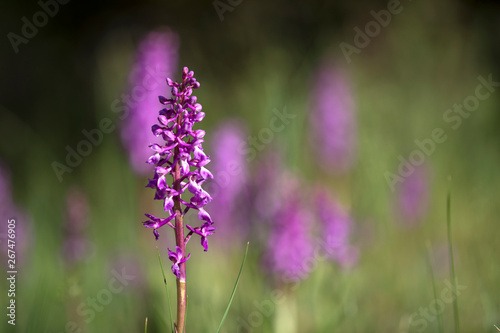Fototapeta Naklejka Na Ścianę i Meble -  Western european wild purple magenta Orchid flower