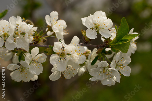 Cherry blossoms. White flowers of fruit tree.