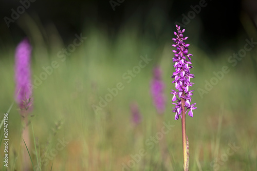 Western european wild purple magenta Orchid flower