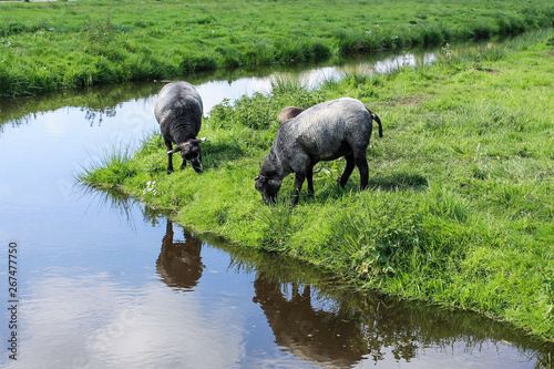 Sheep and farm in Nederland - Zaanse Schans