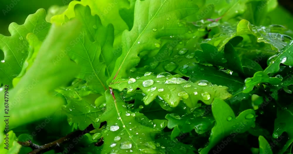 The leaves of a young oak tree with dew drops shot macro. The leaves of a young oak tree with dew drops shot macro.