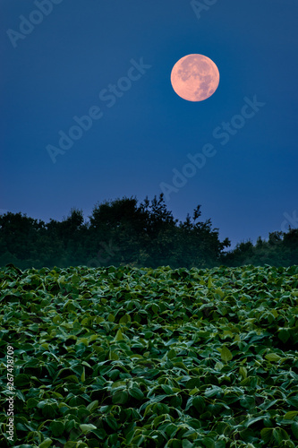 Принти на полотні Moon shining down on a soybean field with a silhouette of trees in the background