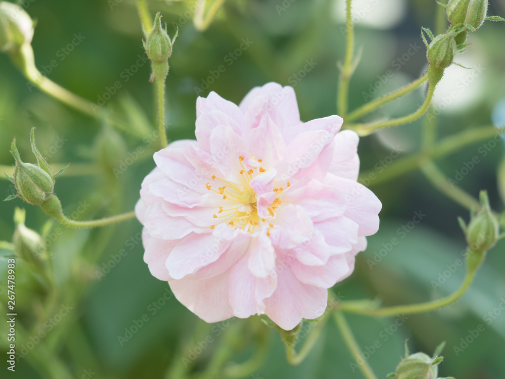 Obraz premium 薄ピンク色の花のクローズアップ