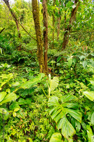 Costa Rica jungle 