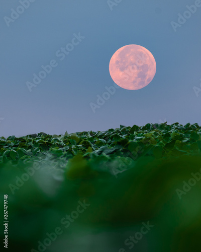 фотографія A full moon shining down on a soybean field in the summertime