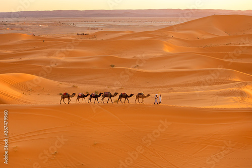 Camel caravan in Sahara Africa 
