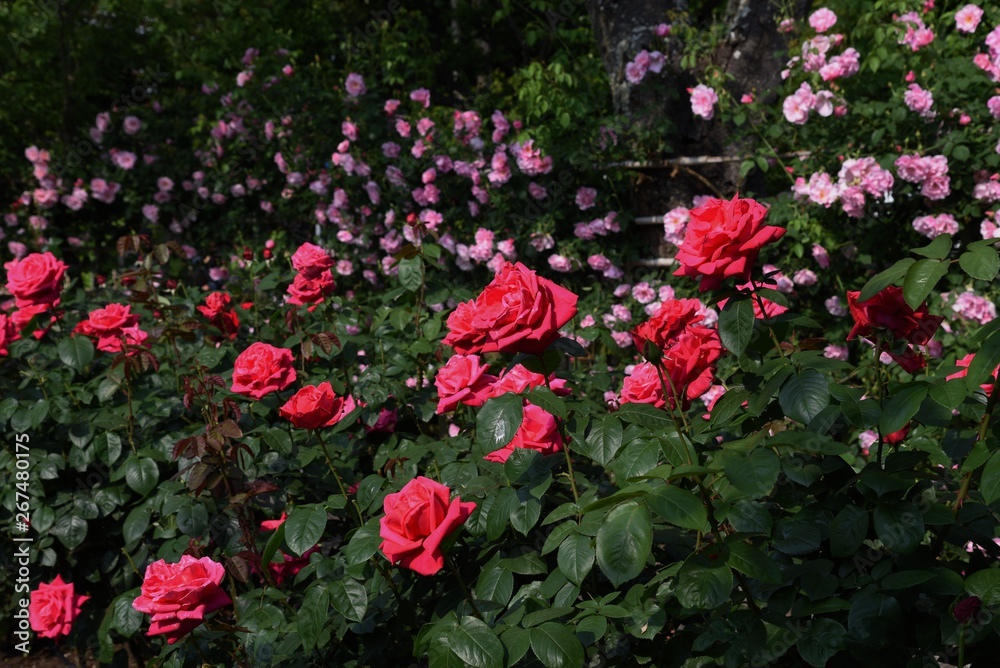 Roses in the rose garden are at their best.