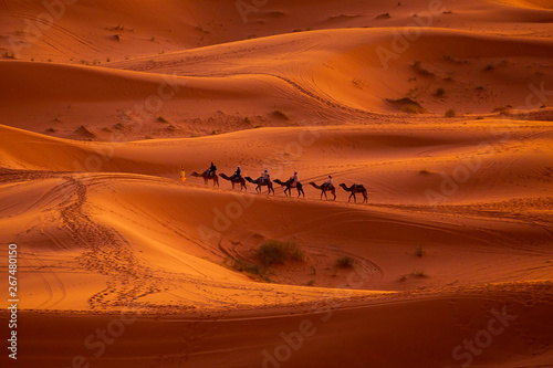 Camels in the Sahara Desert at sunset 